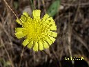 anobello-Hieracium pilosella Piano bello 5 7 2009 015